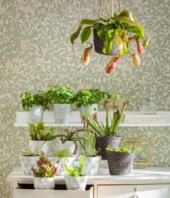 Sumpfkrug - Heliamphora -Pflanzenglück Geschäft 8654162 WE MO FleischfresserCarnevoire