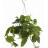 Baumfreund - Philodendron Scandens, Ampel 2 Baumfreund - Philodendron Scandens, Ampel -Pflanzenglück Geschäft 8659617 PR FS 001 PhilodendronScandensBaumfreundAmpelT15DehnerExpressZS