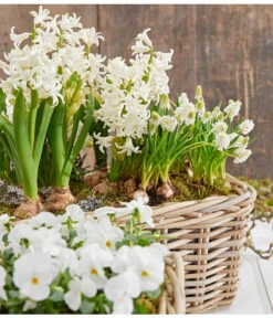 Hyazinthe, 3 Zwiebeln 7 Hyazinthe, 3 Zwiebeln -Pflanzenglück Geschäft 8662686 8247520 8662009 8662041 PR MO 001 Allerheiligen0173