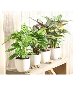 Korbmarante - Calathea Picturata -Pflanzenglück Geschäft 8666083 PR MO 001 KorbmarantheCalatheaLeopardinaT12DehnerExpressHerzig