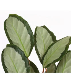 Korbmarante - Calathea Picturata -Pflanzenglück Geschäft 8666091 PR DE 001 KorbmarantheCalatheaPictorataT12DehnerExpressHerzig