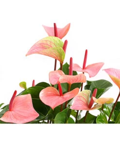 Große Flamingoblume - Anthurium Andreanum 'Summerlove' 5 Große Flamingoblume - Anthurium Andreanum 'Summerlove' -Pflanzenglück Geschäft 8667545 WE DE 001 AnthurieAnthuriumSummerloveT21DehnerExpressHerzig
