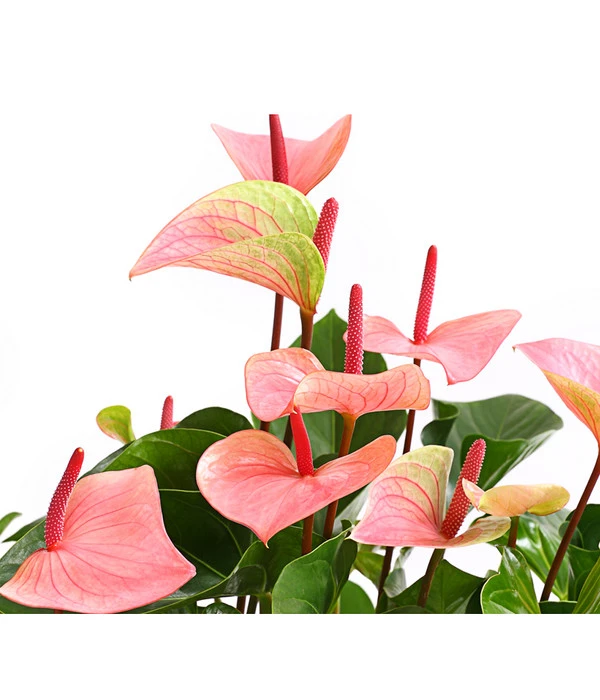 Große Flamingoblume - Anthurium Andreanum 'Summerlove' 4 Große Flamingoblume - Anthurium Andreanum 'Summerlove' – Bild 2
