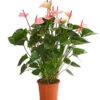 Große Flamingoblume - Anthurium Andreanum 'Summerlove' 1 Große Flamingoblume - Anthurium Andreanum 'Summerlove' -Pflanzenglück Geschäft 8667545 WE FS 001 AnthurieAnthuriumSummerloveT21DehnerExpressHerzig