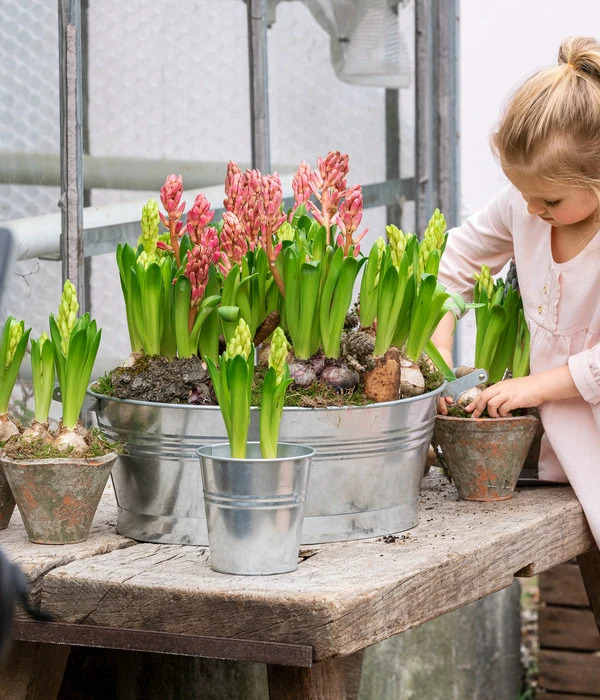 Hyazinthe, 3 Zwiebeln 5 Hyazinthe, 3 Zwiebeln – Bild 3