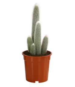 Säulenkaktus - Cleistocactus Strausii