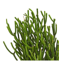 Bleistiftbaum - Euphorbia Tirucalli