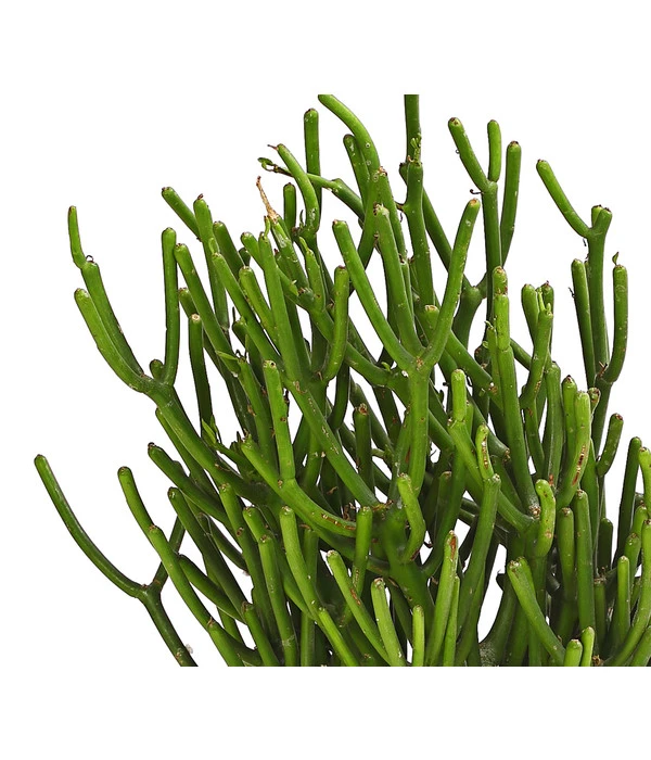 Bleistiftbaum - Euphorbia Tirucalli 3 Bleistiftbaum - Euphorbia Tirucalli