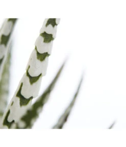 Haworthie - Haworthia Fasciata 'Alba' 5 Haworthie - Haworthia Fasciata 'Alba' -Pflanzenglück Geschäft 8679979 PR DE 001 TigeraloeHaworthiaFasciataT9DehnerExpressZS