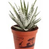 Haworthie - Haworthia Fasciata 'Alba' 1 Haworthie - Haworthia Fasciata 'Alba' -Pflanzenglück Geschäft 8679979 PR FS 001 TigeraloeHaworthiaFasciataT9DehnerExpressZS