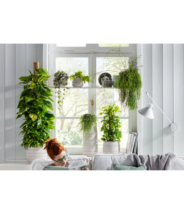 Baumfreund - Philodendron Scandens 'Brasil' 4 Baumfreund - Philodendron Scandens 'Brasil' – Bild 2