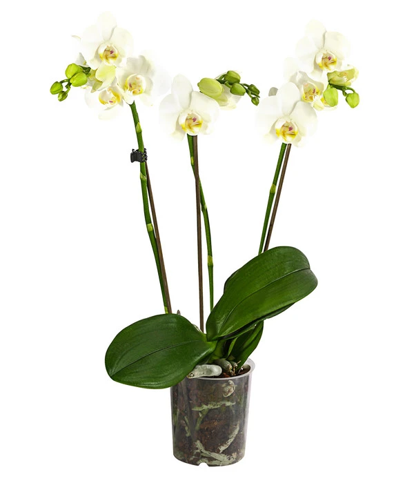Schmetterlingsorchidee - Phalaenopsis 'Little Kolibri' 3 Schmetterlingsorchidee - Phalaenopsis 'Little Kolibri'