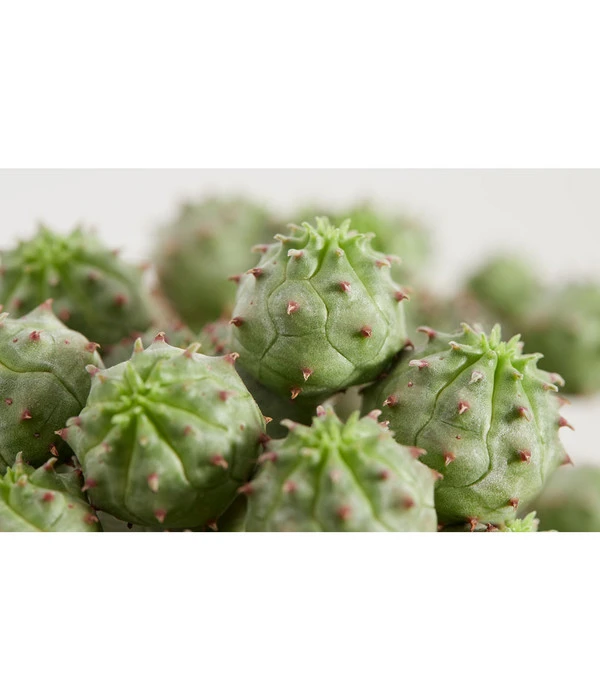 Ungewöhnliche Wolfsmilch - Euphorbia Pseudoglobosa 4 Ungewöhnliche Wolfsmilch - Euphorbia Pseudoglobosa – Bild 2