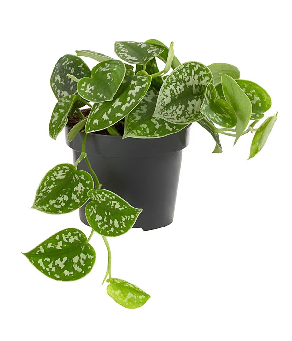 Gefleckte Efeutute - Scindapsus Pictus 3 Gefleckte Efeutute - Scindapsus Pictus