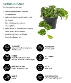 Gefleckte Efeutute - Scindapsus Pictus 7 Gefleckte Efeutute - Scindapsus Pictus -Pflanzenglück Geschäft 8689127 WE IG 001 GefleckteEfeutute