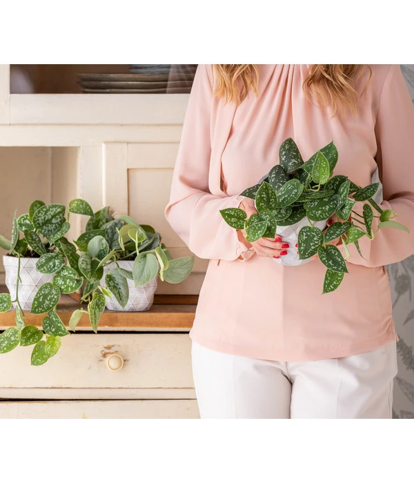 Gefleckte Efeutute - Scindapsus Pictus 4 Gefleckte Efeutute - Scindapsus Pictus – Bild 2