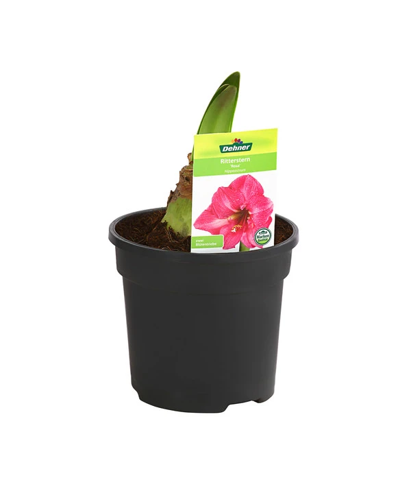 Amaryllis - Hippeastrum-Hybride 4 Amaryllis - Hippeastrum-Hybride – Bild 2