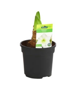 Amaryllis - Hippeastrum-Hybride 15 Amaryllis - Hippeastrum-Hybride -Pflanzenglück Geschäft 8700809 PR FS 004 HippeastrumArcticWithe2TrDehnerExpressHerzig