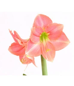 Amaryllis - Hippeastrum-Hybride 20 Amaryllis - Hippeastrum-Hybride -Pflanzenglück Geschäft 8700809 WE DE 001 AmaryllisHippeastrumMultifloraRittersternT17DehnerExpressHerzigOW