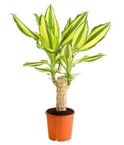 Drachenbaum - Dracaena Fragrans 'Yellow Coast'
