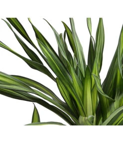 Drachenbaum - Dracaena Fragrans 'Rikki' 10 Drachenbaum - Dracaena Fragrans 'Rikki' -Pflanzenglück Geschäft 8703340 WE DE 001 DrachenbaumDracaenaDeremensisRikkiT24DehnerExpressHerzig