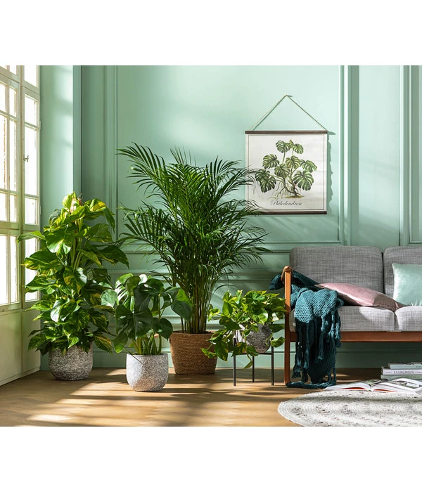 Goldfruchtpalme - Dypsis Lutescens 7 Goldfruchtpalme - Dypsis Lutescens – Bild 5