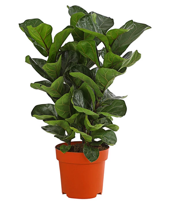 Geigenfeige - Ficus Lyrata, Dreitriebig 3 Geigenfeige - Ficus Lyrata, Dreitriebig