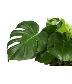 Fensterblatt - Monstera Deliciosa 9 Fensterblatt - Monstera Deliciosa -Pflanzenglück Geschäft 8710436 WE DE 001 MonsteraDeliciosaBuschT27