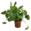 Fensterblatt - Monstera Deliciosa 2 Fensterblatt - Monstera Deliciosa -Pflanzenglück Geschäft 8710436 WE FS 001 MonsteraDeliciosaBuschT27
