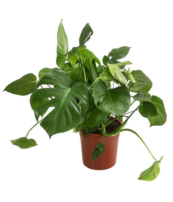 Fensterblatt - Monstera Deliciosa 3 Fensterblatt - Monstera Deliciosa