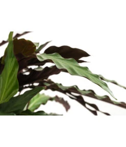 Korbmarante - Calathea Cultivars, Verschiedene Sorten -Pflanzenglück Geschäft 8712242 PR DE 002 CalatheaMixT21DehnerExpressHerzig