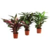Korbmarante - Calathea Cultivars, Verschiedene Sorten 1 Korbmarante - Calathea Cultivars, Verschiedene Sorten -Pflanzenglück Geschäft 8712242 PR FS 001 CalatheaMixT21DehnerExpressHerzig