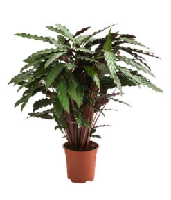 Korbmarante - Calathea Cultivars, Verschiedene Sorten -Pflanzenglück Geschäft 8712242 PR FS 002 CalatheaMixT21DehnerExpressHerzig