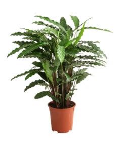 Korbmarante - Calathea Cultivars, Verschiedene Sorten -Pflanzenglück Geschäft 8712242 PR FS 003 CalatheaMixT21DehnerExpressHerzig