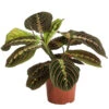 Marante - Maranta Leuconeura 'Fascinator' 2 Marante - Maranta Leuconeura 'Fascinator' -Pflanzenglück Geschäft 8713307 PR FS 001 MarantaLeuconeuraFascinatorT12DehnerExpressHerzig