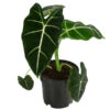 Pfeilblatt - Alocasia Micholitziana 'Frydek' 1 Pfeilblatt - Alocasia Micholitziana 'Frydek' -Pflanzenglück Geschäft 8715575 WE FS 001 AlocasiaFrydeckT14