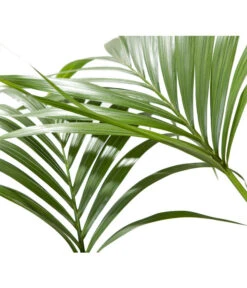 Kentiapalme - Howea Forsteriana 7 Kentiapalme - Howea Forsteriana -Pflanzenglück Geschäft 8718660 BildD 001 KentiapalmeHoweaForsteriana