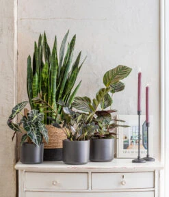 Pfeilblatt - Alocasia Amazonica 'Polly' 12 Pfeilblatt - Alocasia Amazonica 'Polly' -Pflanzenglück Geschäft 8721680 WE MO 001 SansevieriaBlackCoralT17