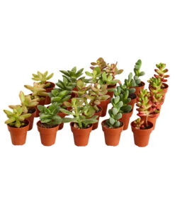 Bestseller 3 Mini Sukkulenten, Verschiedene Sorten