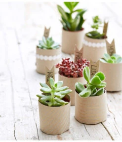 Bestseller -Pflanzenglück Geschäft 8722514 PR MO 002 Sukkulenten