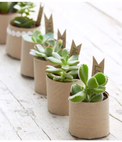 Mini Sukkulenten, Verschiedene Sorten -Pflanzenglück Geschäft 8722514 PR MO 006 Sukkulenten