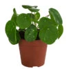 Glückstaler - Pilea Peperomioides 'White Splash' 1 Glückstaler - Pilea Peperomioides 'White Splash' -Pflanzenglück Geschäft 8723066 WE FS 001 PileaWhiteSplashT13