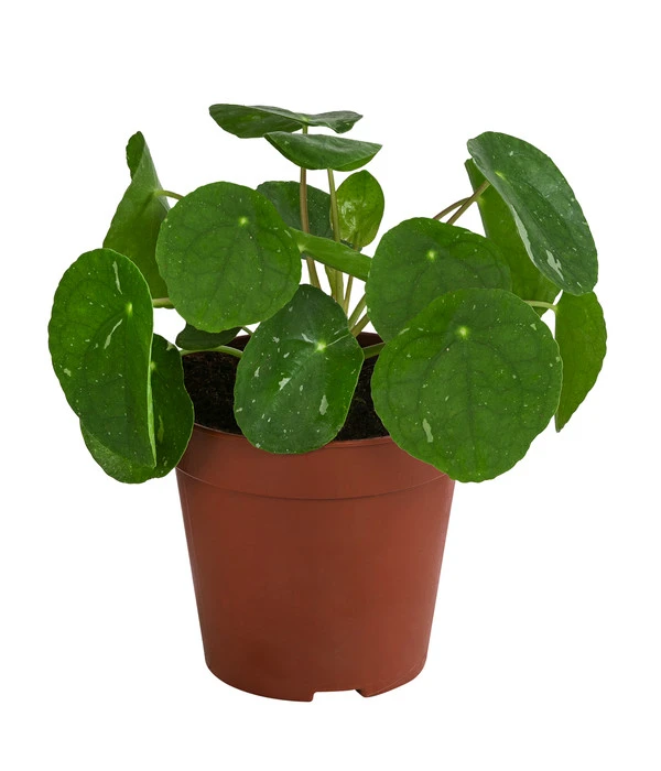 Glückstaler - Pilea Peperomioides 'White Splash' 3 Glückstaler - Pilea Peperomioides 'White Splash'