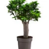 Chinesische Feige - Ficus Microcarpa 2 Chinesische Feige - Ficus Microcarpa -Pflanzenglück Geschäft 8723280 WE FS 001 FicusMicrocarpaT19