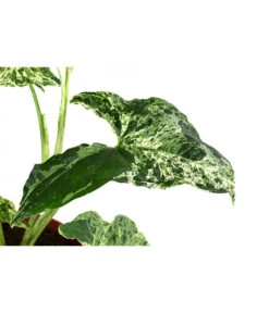 Purpurtute - Syngonium Podophyllum 'Mottled' 9 Purpurtute - Syngonium Podophyllum 'Mottled' -Pflanzenglück Geschäft 8731432 WE DE 001 PurpurtuteSyngoniumMottledT12