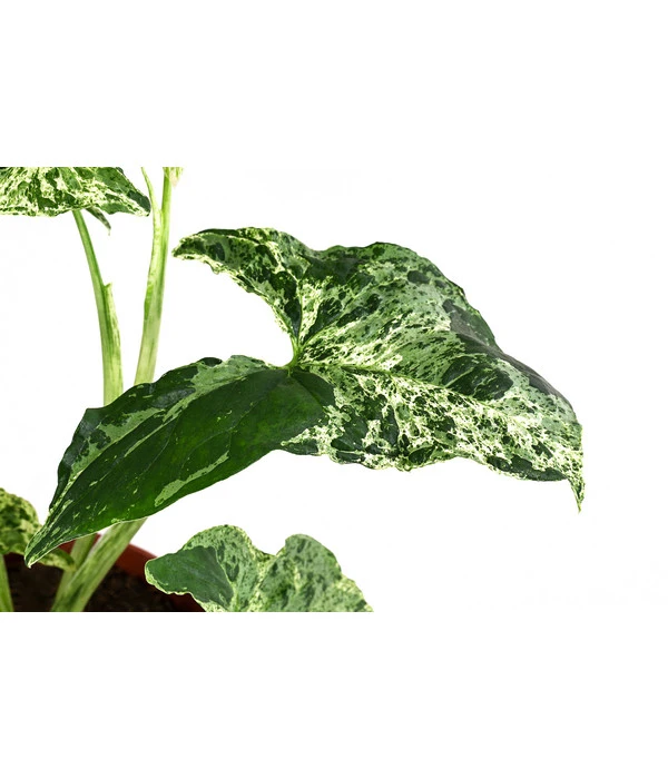 Purpurtute - Syngonium Podophyllum 'Mottled' 6 Purpurtute - Syngonium Podophyllum 'Mottled' – Bild 4