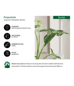Purpurtute - Syngonium Podophyllum 'Mottled' 8 Purpurtute - Syngonium Podophyllum 'Mottled' -Pflanzenglück Geschäft 8731432 WE IG 001 PurpurtuteSyngoniumMottled
