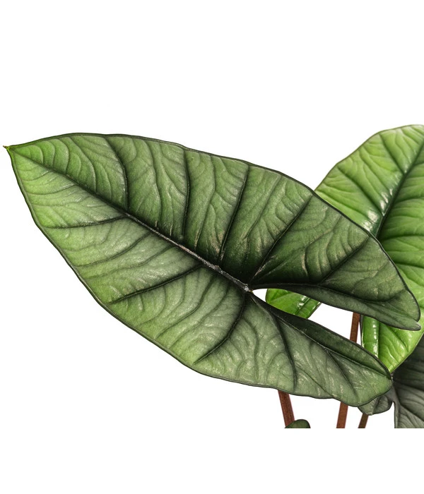Pfeilblatt - Alocasia 'Platinum' 5 Pfeilblatt - Alocasia 'Platinum' – Bild 3