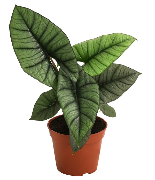 Pfeilblatt - Alocasia 'Platinum' 3 Pfeilblatt - Alocasia 'Platinum'