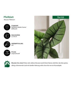 Pfeilblatt - Alocasia 'Platinum' 6 Pfeilblatt - Alocasia 'Platinum' -Pflanzenglück Geschäft 8731598 WE IG 001 AlocasiaPlatinum